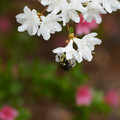 DSC02660.JPG