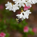 DSC02663.JPG