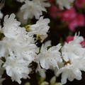 DSC02665.JPG