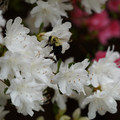 DSC02666.JPG