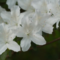 DSC02671.JPG