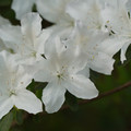 DSC02672.JPG