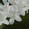 DSC02673.JPG