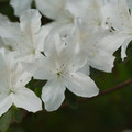 DSC02674.JPG