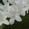 DSC02675.JPG