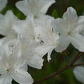 DSC02676.JPG
