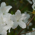 DSC02677.JPG