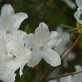 DSC02678.JPG