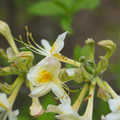 DSC02679.JPG