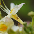 DSC02681.JPG