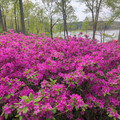 IMG_20260418_152716_470.jpg