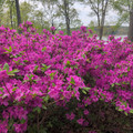 IMG_20260418_152721_880.jpg