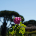 DSC02686.JPG
