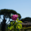 DSC02687.JPG