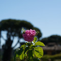 DSC02688.JPG