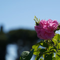 DSC02690.JPG