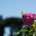 DSC02691.JPG
