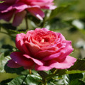 DSC02693.JPG