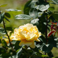 DSC02694.JPG
