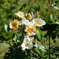 DSC02701.JPG