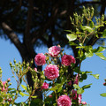 DSC02703.JPG