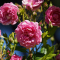 DSC02704.JPG