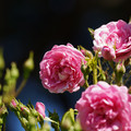 DSC02705.JPG