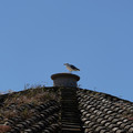 DSC02740.JPG