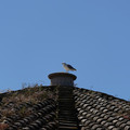 DSC02741.JPG