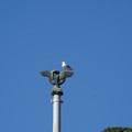 DSC04135.JPG