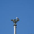 DSC04136.JPG
