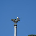 DSC04137.JPG