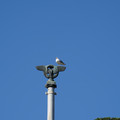 DSC04139.JPG