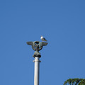 DSC04142.JPG