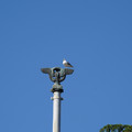 DSC04145.JPG