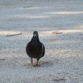 DSC04147.JPG