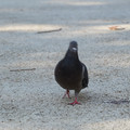 DSC04148.JPG
