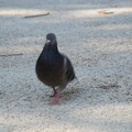 DSC04149.JPG