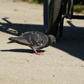 DSC04157.JPG