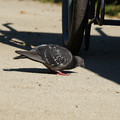 DSC04158.JPG