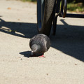 DSC04159.JPG