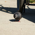 DSC04160.JPG