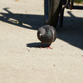 DSC04161.JPG