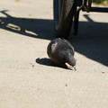 DSC04165.JPG