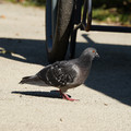 DSC04166.JPG