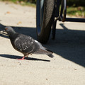 DSC04168.JPG