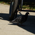 DSC04170.JPG