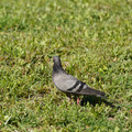 DSC04173.JPG