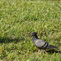 DSC04174.JPG