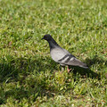 DSC04176.JPG